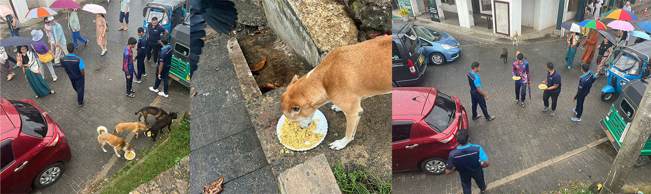 Street Dog Feeding